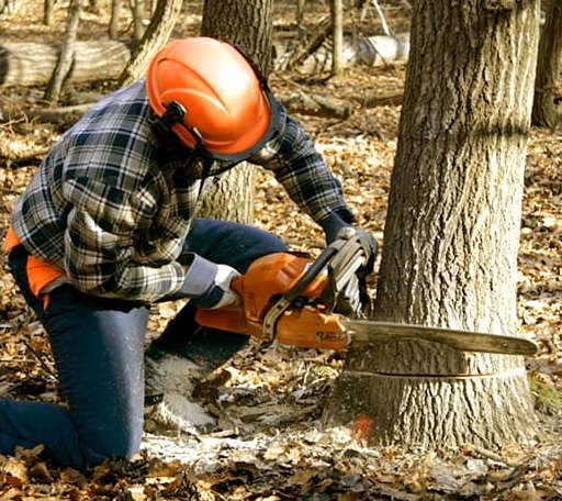 Tree Removal in Barlow, KY